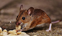 24 Hour & Emergency Exterminators in Faxon, PA